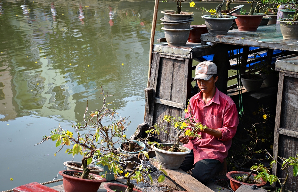 Nghệ nhân chăm sóc hoa mai chuẩn bị chơi Tết tại Cần Thơ.